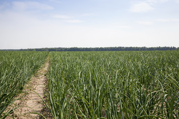 Photo agriculture, Europe