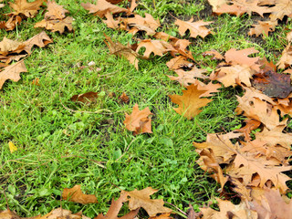 Herbststimmung fallende Blätter