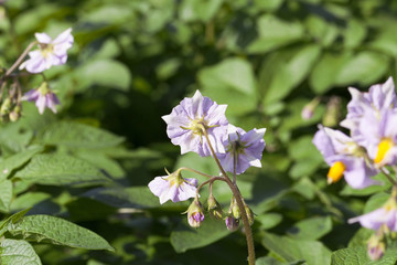 potato flower, close-up