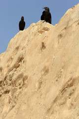 Black birds. Israël.