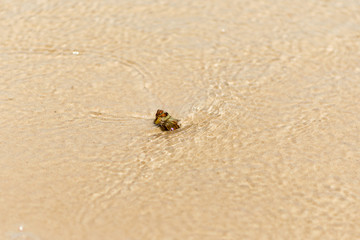 Sea shell rapan on the tropical sand beach