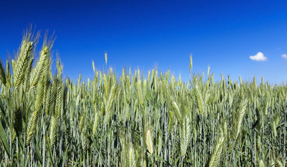 Obraz premium Field with cereal