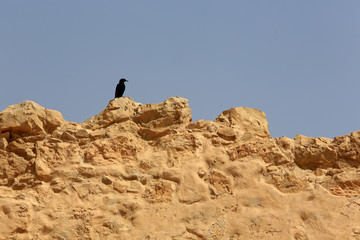 Black bird. Isra&euml;l.