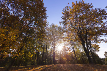 Fototapeta premium leaves in autumn season.