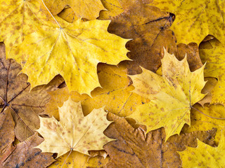 Kolorowa jesień, liście klonu Acer platanoides