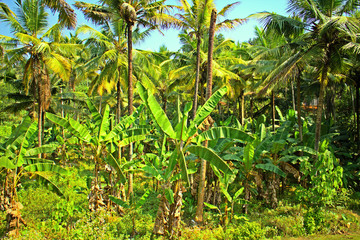 Obraz premium Well-maintained plantations of coconut palms 1. 