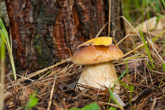 Forest Edible Mushroom Boletus Edulis (Porcini) In Forest Close Up. Dry Yellow Leaf On Hat Mushroom.