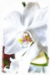 Flower white orchid