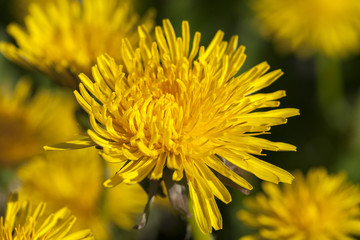 yellow dandelions in spring
