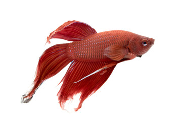 Fototapeta premium Image of a fighting fish on white background. (Betta splendens)