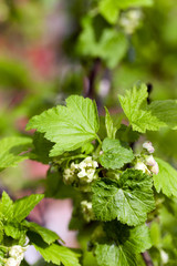 spring flowering currant