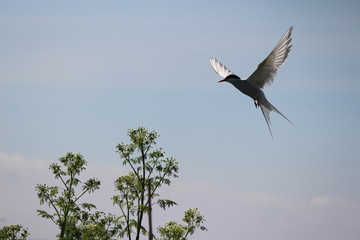 Sea bird in mid flight preparing to swoop _ Arctic Turn
