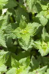 Young green nettle