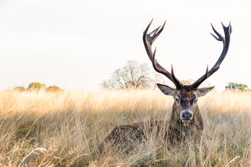 Red deer in Richmond Park, London