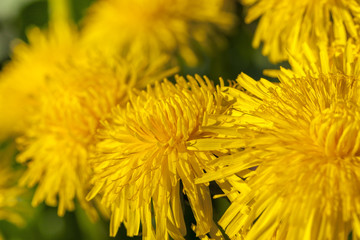 yellow dandelions in spring