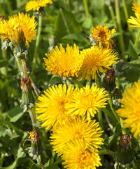 yellow dandelions in spring