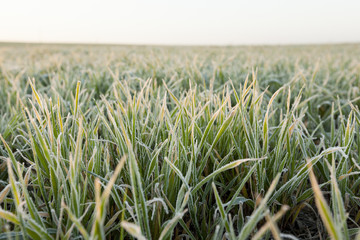wheat during frost