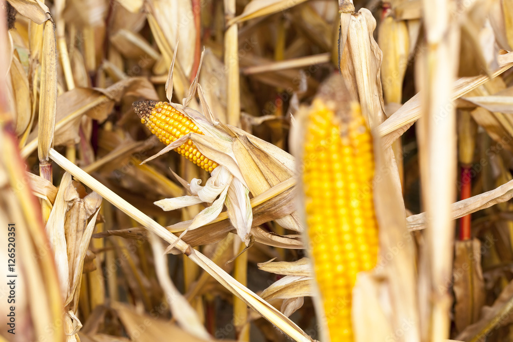 Wall mural yellowed ripe corn