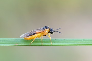 Loosestrife sawfly, Monostegia abdominalis