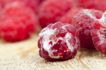 mold on the raspberries