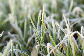 young grass plants, close-up