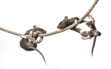 Rattus norvegicus - pet rat