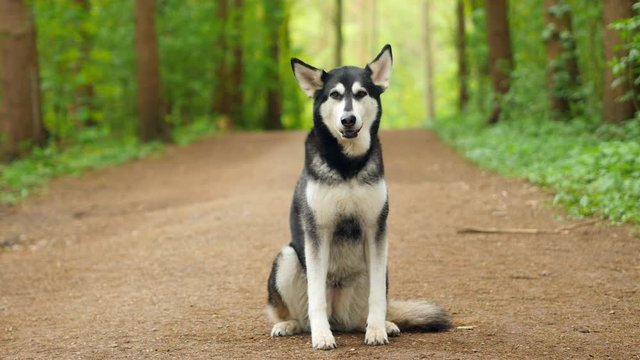 Dog sitting in forest.