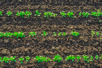 Nahaufnahme junger Feldsalat im Freilandanbau mit Morgentau - Closeup field salad outdoors with morning dew