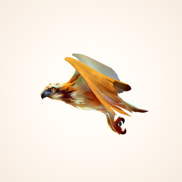 drawing flying hawk isolated