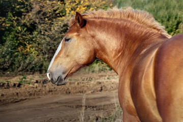 Fototapeta premium the race horse has a rest after run and eats a grass