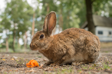 rabbit on the grass eating carrots