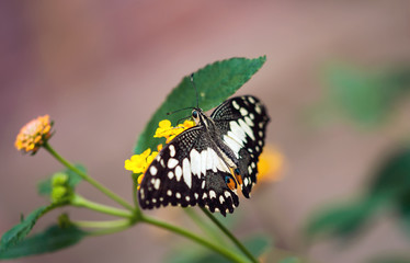 Schmetterling