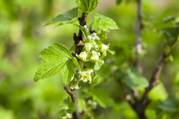 spring flowering currant