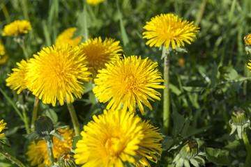 yellow dandelions in spring
