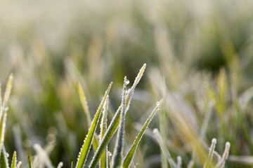 young grass plants, close-up