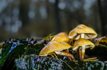 Pilze auf Baumstumpf