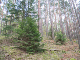 Fototapeta premium forest dog rocks