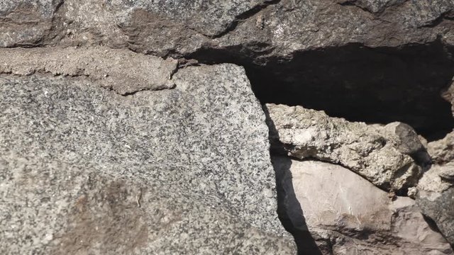 Small lizard sun bathing on rock, runs out from frame;