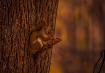 Fototapeta premium Red squirl having a snack on the go.