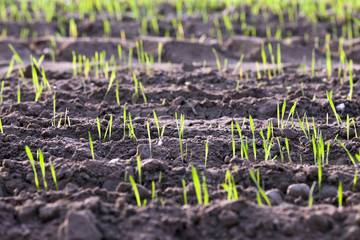 young grass plants, close-up