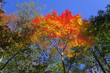 紅葉