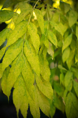 beautiful autumn macro yellow leaves on an green background