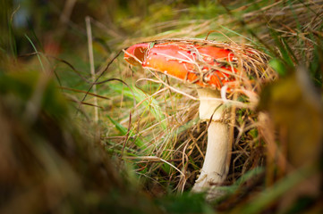 mushroom, wood, meal, diet, brown,