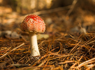 mushroom, wood, meal, diet, brown,