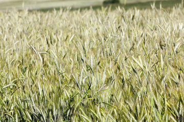 green cereals, close-up