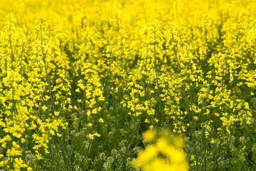 yellow flower rape