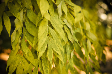 beautiful autumn macro yellow leaves on an green background