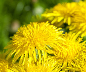 yellow dandelions in spring