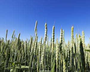 Fototapeta premium unripe ears of wheat