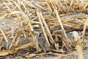 harvested mature corn